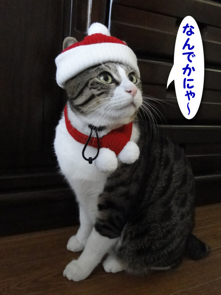 なんでかにゃ～？