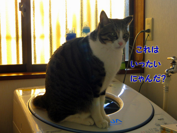 にゃんだろう？