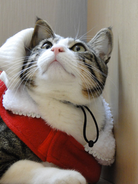 サンタにゃんあっぷ