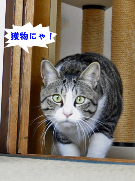 獲物にゃ！
