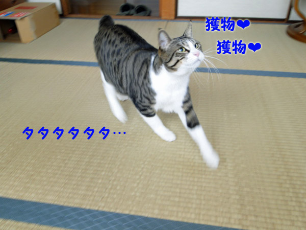 タタタタタッ・・・