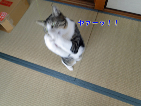 キャッチ♪