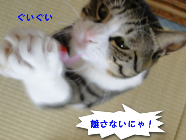 離さないにゃ！