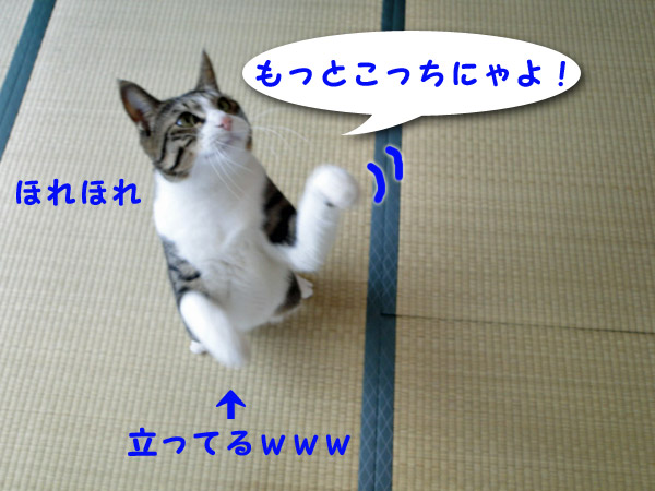 こっちにゃよ！