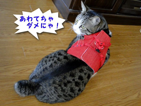 慌てちゃダメにゃ!