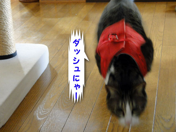 ダッシュ!