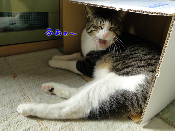 ふあぁぁぁ~