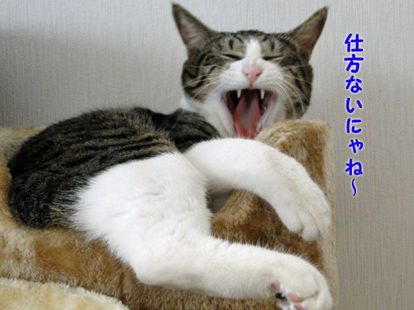 仕方ないにゃー