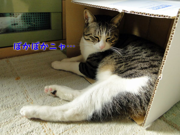 ぽかぽかにゃ