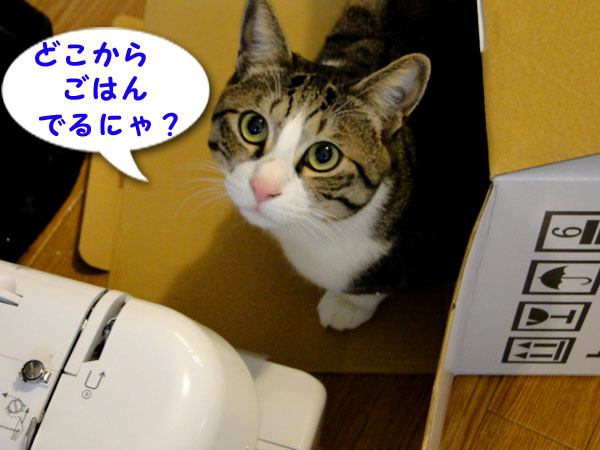 どこからゴハンが出るにゃ?