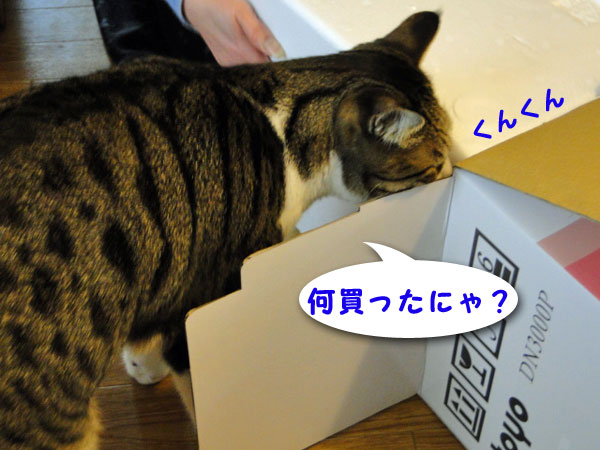 何買ったにゃ?