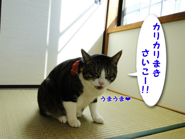 カリカリまき、最高!