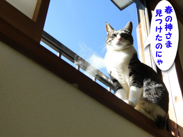 春の神様、見つけたのにゃ