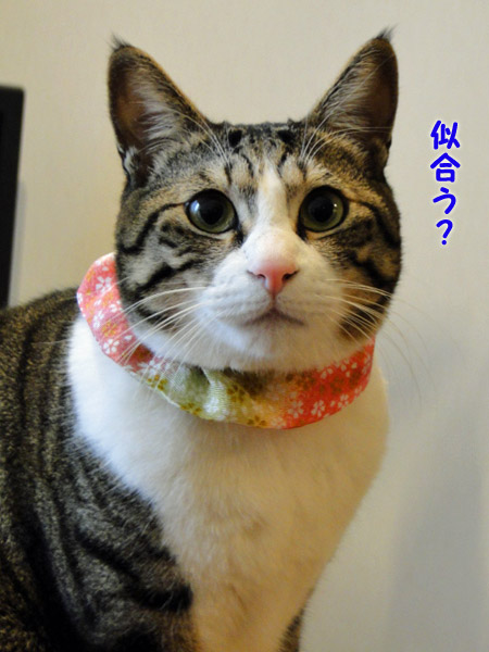 似合う?