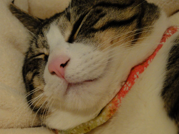 Zzz...
