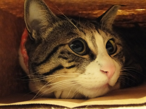 ドキドキ・・・