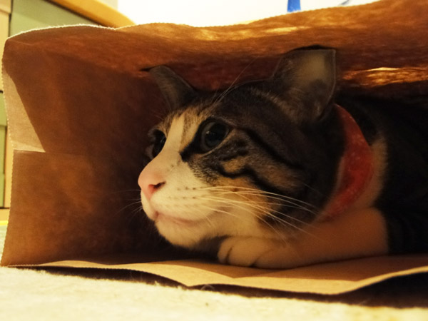 ドキドキ・・・