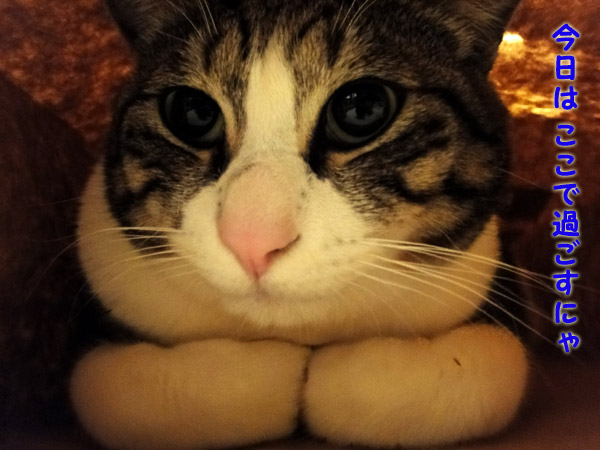 ここで過ごすにゃ