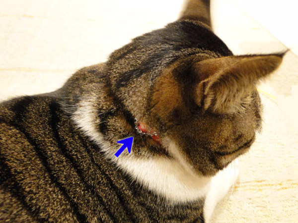 バックルだけ見える