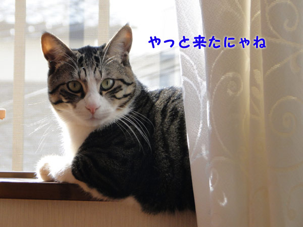 やっと来たにゃね