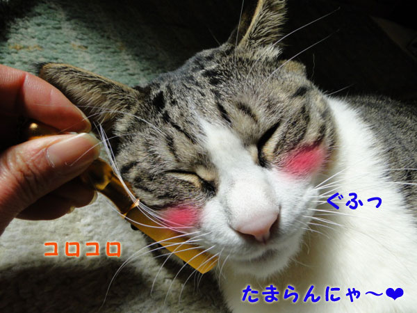 たまらんにゃ～