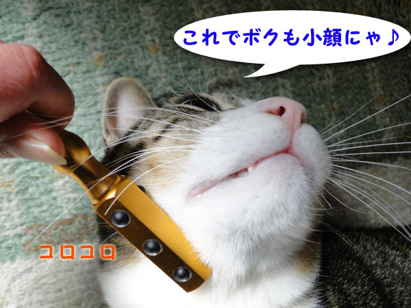 これでボクも小顔にゃ♪