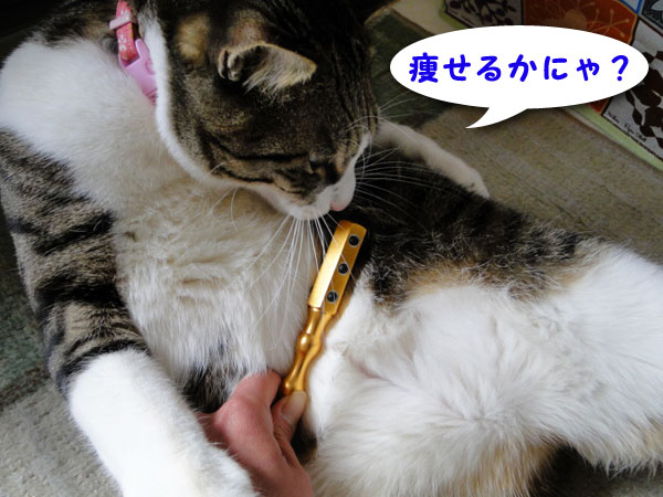 痩せるかにゃ？