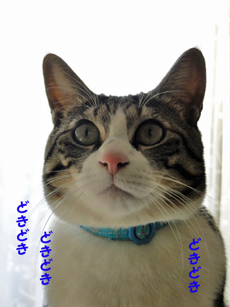 どきどき　どきどき