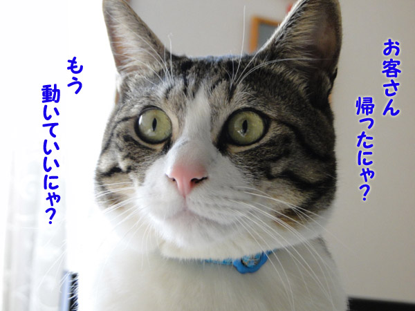 動いていいにゃ？