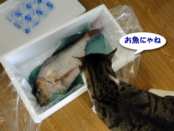 お魚にゃね