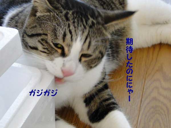 期待したのににゃ～