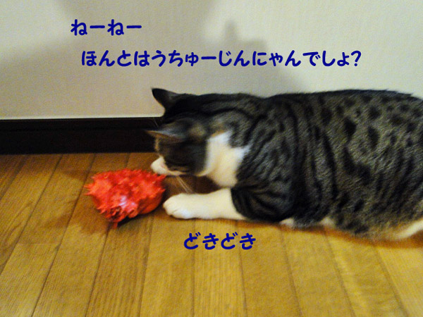 ねぇ、本当は宇宙人にゃんでしょ？