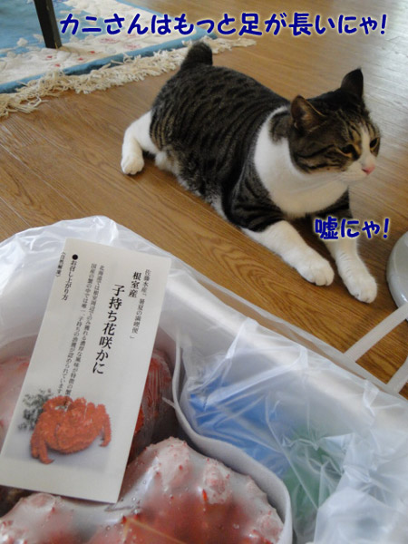 カニはもっと足が長いはずにゃ！