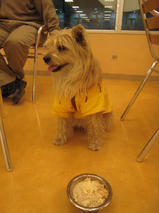 フェンネルくん　T