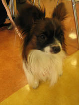 ヤマトちゃん　T