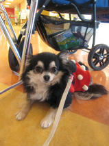 バンビちゃんたちｓ