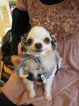 バンビちゃんたちｓ