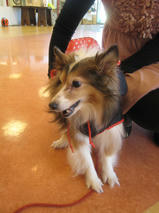 バンビちゃんたちｓ