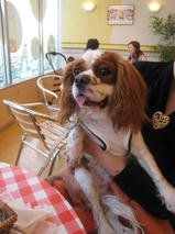 マックス＆アレックスちゃんｓ