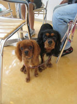 ココアちゃん＆マロンちゃん　T