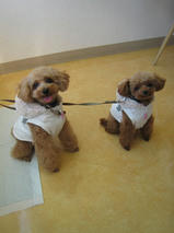 あずきちゃん＆くるみちゃん　T