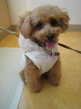 あずきちゃん＆くるみちゃん　T