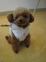 あずきちゃん＆くるみちゃん　T