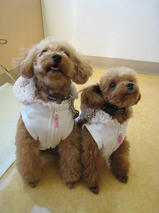 あずきちゃん＆くるみちゃん　T