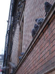 hato.jpg