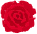 赤いバラ（大）