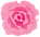 濃ピンクのバラ（大）
