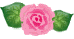 濃ピンクのバラと葉