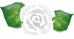 白いバラと葉