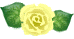 黄色いバラと葉
